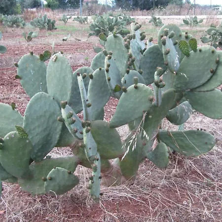 Sapori Di Fichidindia Lido di Noto